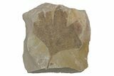 Fossil Sycamore (Macginitiea) Leaf - Green River Formation, Utah #218117-1